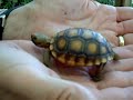 Tiny Tortoise Comes When Called (the original Taco)