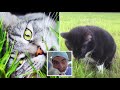Los Comportamientos Más Extraños De Los Gatos Explicados