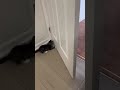 Kitties at Door