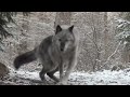 Wolf's Sweet Voice Inspires 50 Wolves to Howl