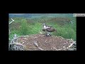 Jumping jellyfish! It's alive! Rannoch the Loch Arkaig Osprey's sneezing panda moment 28 Aug 2019