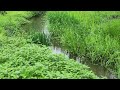 The sound of water in a clear and beautiful river full of green grass ASMR