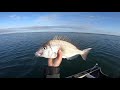 Jig Fishing for Jumbo Porgies (Scup)