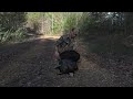 Huge SPURRED GOBBLER! (Awesome Gobbling Audio!)