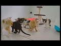 IMPOSSIBLE TRY NOT TO LAUGH 😹😸 Best Funny Catss 2024 🤣🤣