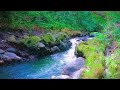Relaxing sound  Tropical river calming healing soothing mind and avoid  stress deep sleep