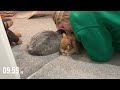 Free roam house bunnies daily routine