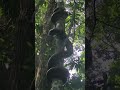 Reticulated Python Climbs a Tree || ViralHog