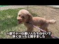 【イケサンパーク】東池袋に最近できた天然芝の公園に犬とお散歩に行ったらオシャ全開でした【トイプードル】