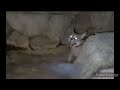 Hecker hissing at Foodie Beauty in Kuwait Zoo