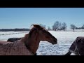 Horses on Snow day again 2/16/21