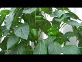 Grow bell peppers from seeds to harvest!