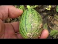 아기 수박이 열린모습.. Growing Watermellon...수박재배하기..种植西瓜...Jeonju ...全州市....North Jeollado....全羅北道.....KOREA