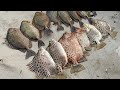 Wajib di Coba,, || Umpan gacor untuk ikan Baronang dan kiper