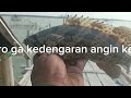 Bagan yang jarang di datangi para angler ternyata isi nya krapo sama kiper babon babon