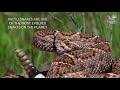 The most venomous rattlesnake in the USA - deadly Mojave rattlesnake vs. Western Diamondback