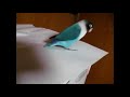 Beautiful dance of parrot