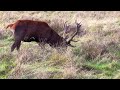 Raven Rides a Deer | Raven Cleans a Deer's Fur | #Deer Chases Away a Crow