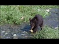 Fishing with Otters and Baby Bears | Big Sky Bears | BBC Earth