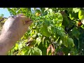 Fall Garden Tips - Wash Your Fruit Tree Leaves & More Tips