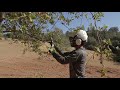 Don't be a Hack | How to prune a tree | arborist tips & tricks