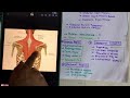 All upper limb muscles anatomy 3d | upper limb muscles origin and insertion anatomy