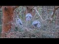 25 June ~ Skirmishes during self-feeding teatime ~ Goshawk ~ ©RSPB LG & WildlifeWindows