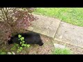 Bear Simone's Cubs Busy Sunday — Part 2 of 3