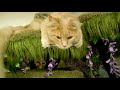 Enchanted Forest Kitty Sanctuary