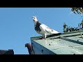 3 Serbian Highflyers 2 tippler squeakers going for gold #pigeons #birds #loft