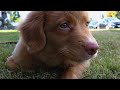 My morning routine with my Nova Scotia Duck Toller | Growing Up Qweens