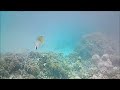 Polynésie 2023 - Snorkeling Bora Bora