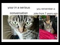 Homemade Cat Memes 2