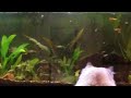 Cat Watches Fish Tank