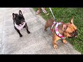 French bulldog or frenchies 法門 or 斗牛犬