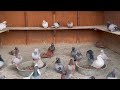 Fancy pigeons California, USA