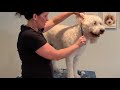 HOW TO GROOM A DOG GOLDENDOODLE FROM HOME EASY