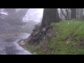 Redwood tree root in wind storm 02/20/17 by Ralph (treelogger)
