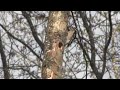 Male Downy Woodpecker Outside Nest