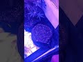 Growers Choice seed grow Week 10 up date