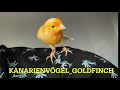 Kanarienvögel Gesang 🎤 zum Training der eigenen Vögel 🐣🔥💥
