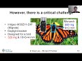 Monitoring Monarchs