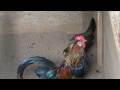 Nha Red Junglefowl