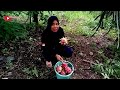 WAKTUNYA MEMANEN BUAH NAGA DI KEBUN BUAHNYA BANYAK