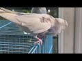 Hand Feeding My Cockatiel: Step-by-Step Guide to Preparing Formula  #birds #lovebirds