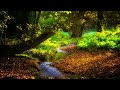 Relaxing with Pure Nature & Peaceful Sound - Make Yourself Calm and Relax -