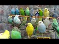 Parrots singing beautiful birds voice beautiful budgies birds sounds