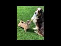 Baby Goats Loving Life On The Trampoline! Cute And Funny BABY GOATS Videos Compilation