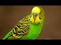 Happy Budgies 3 - Budgerigar Sounds to Play for Your Parakeets | Discover PARROTS