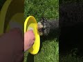 My dog gets feisty with a frisbee!